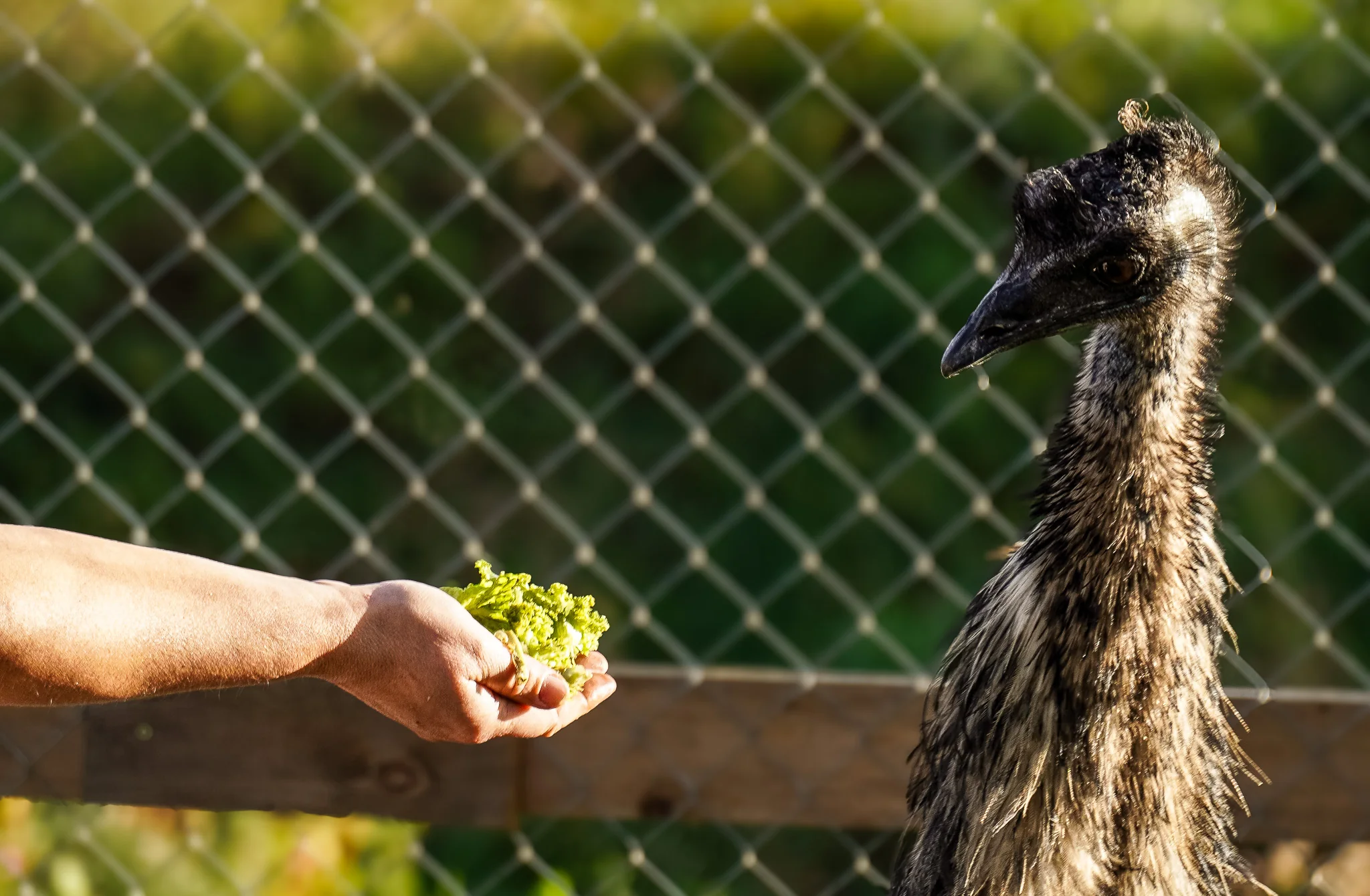 Roka piedāvā zaļumus emu pie aploka